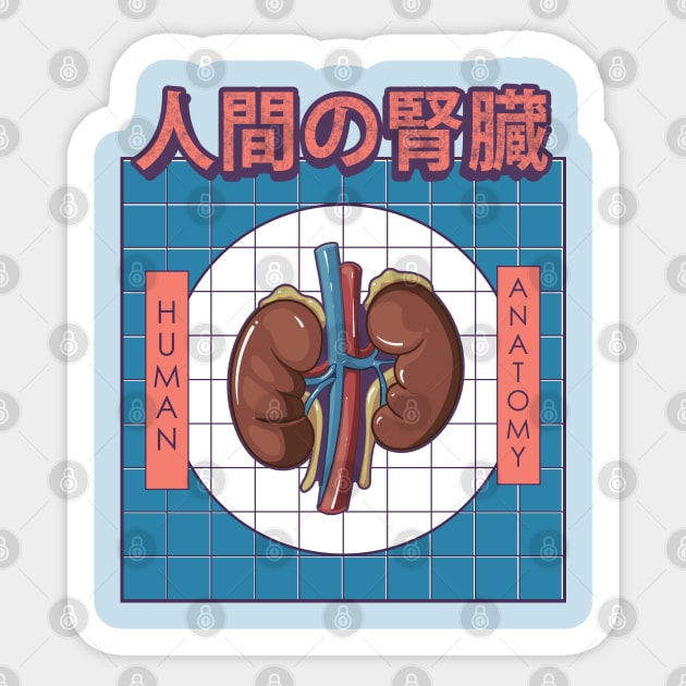 Human Kidney Anatomy Sticker by AtifSlm